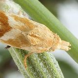 Листовёртка разукрашенная — Cochylimorpha fucatana (Snellen, 1883)