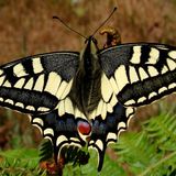 Хвостоносец махаон — Papilio machaon (Linnaeus, 1758)