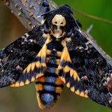 Бражник мёртвая голова — Acherontia atropos (Linnaeus, 1758)
