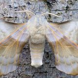 Бражник осиновый — Laothoe amurensis (Staudinger, 1892)