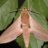 Бражник облепиховый — Hyles hippophaes (Esper, 1793)