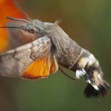 Бражник-языкан — Macroglossum stellatarum (Linnaeus, 1758)