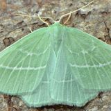 Пяденица зелёная малая — Hemistola chrysoprasaria (Esper, 1795)
