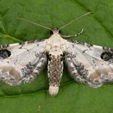 Пяденица цветочная удлинённая — Eupithecia centaureata (Denis & Schiffermuller,1775)