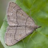 Совка-огнёвка желтовато-серая — Paracolax tristalis (Fabricius, 1794)