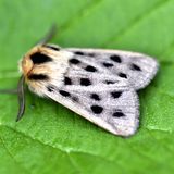 Медведица пятнистая — Chelis maculosa (Gerning, 1780)