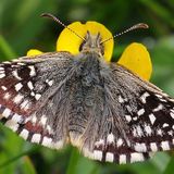 Толстоголовка мальвовая — Pyrgus malvae (Linnaeus, 1758)