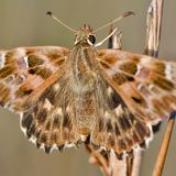 Толстоголовка Алцей — Carcharodus alceae (Esper, 1780)