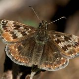 Толстоголовка Тагес — Erynnis tages (Linnaeus, 1758)