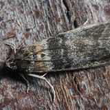 Огнёвка рейнская — Sciota rhenella (Zincken, 1818)