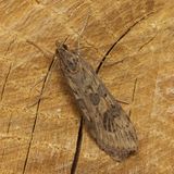 Огнёвка луговая совковидная — Nomophila noctuella (Denis & Schiffermuller, 1775)