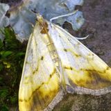 Огнёвка крестоцветная опалённая — Evergestis extimalis (Scopoli, 1763)