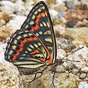 Сёкия исключительная / Seokia eximia