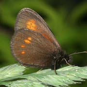 Эребия Киндерманна / Erebia kindermanni
